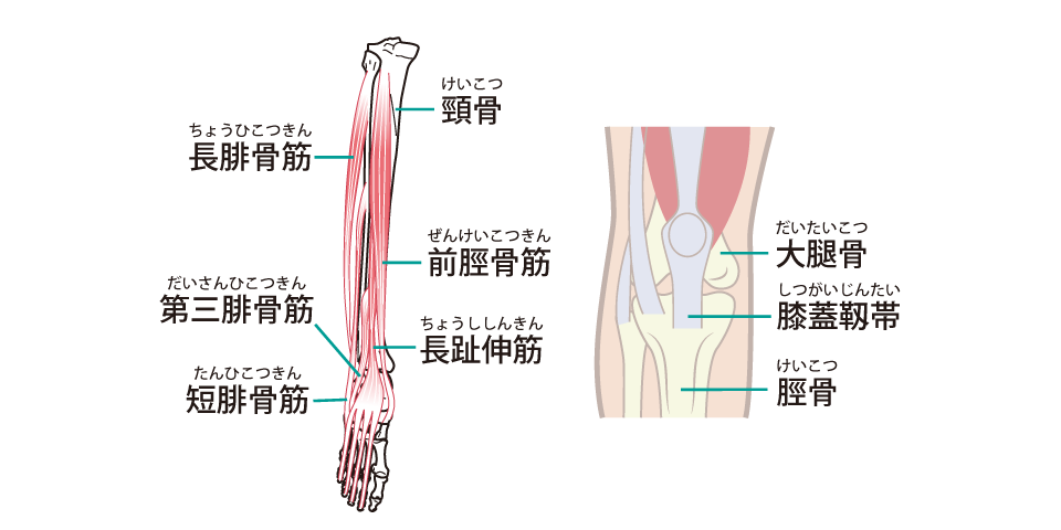 膝の痛み・捻挫詳細